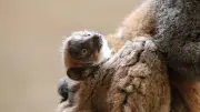 Tierpark Berlin: Seltene Mongozmaki-Geburt – „Quasi Goldstaub“