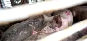 Tierschützer haften für heimliche Schweine-Videos in Schlachthof