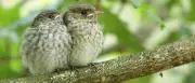 Trauerschnäpper: Klimawandel zwingt Zugvögel zu Umwegen