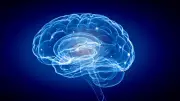 Unser Gehirn schrumpft: Sind wir intelligenter als unsere Vorfahren?