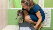 Ursachen und Behandlung von Durchfall bei Katzen: Wann zum Tierarzt?