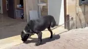 Verwahrloste Hunde bei „Goodbye Deutschland“-Auswanderern entdeckt
