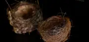 Vögel in der Ukraine bauen Nester aus Glasfaserkabeln von Kampfdrohnen