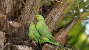Vögel masturbieren: Studie zeigt evolutionäre Vorteile des Verhaltens