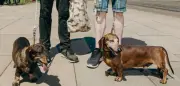 Vom Spießer zum Trendsetter: Wie der Dackel cool wurde
