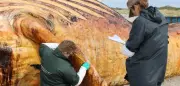 Wal-Obduktion: „Timmy“ war ein Weibchen – Fischernetz im Darm gefunden