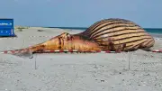 Wal-Opfer am Strand: Diese Obduktion ist nichts für schwache Nerven