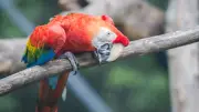 Warum Vögel in Käfighaltung masturbieren: Verhaltensstudie