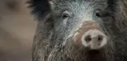 Wildschwein-Attacke in Nürnberg: Frau verletzt, Gärten verwüstet
