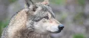 Wolf nach Beißattacke in Hamburg wahrscheinlich tot