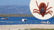 Zeckenalarm auf Urlaubsinsel Vir: Parasiten breiten sich aus
