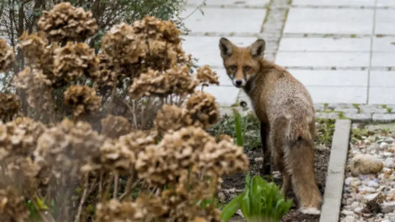 Aggressiver Fuchs in Berlin-Reinickendorf: Mehr Angriffe auf Hunde und Passanten