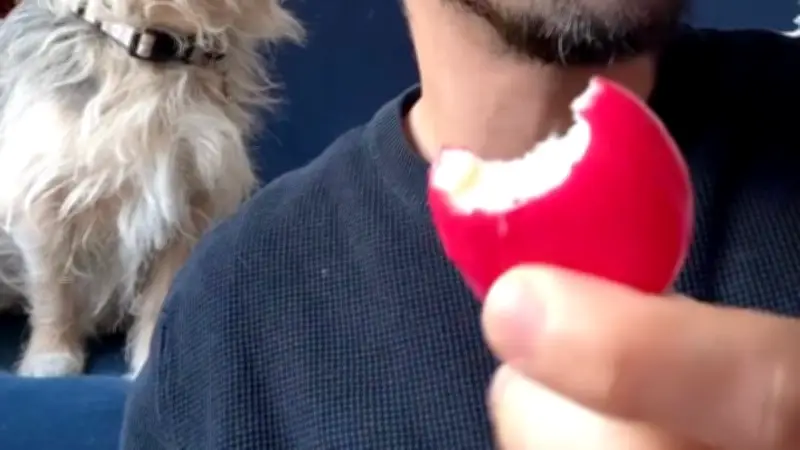 Babybel-Gate: Mann isst Käse mit Wachs – Social Media lacht
