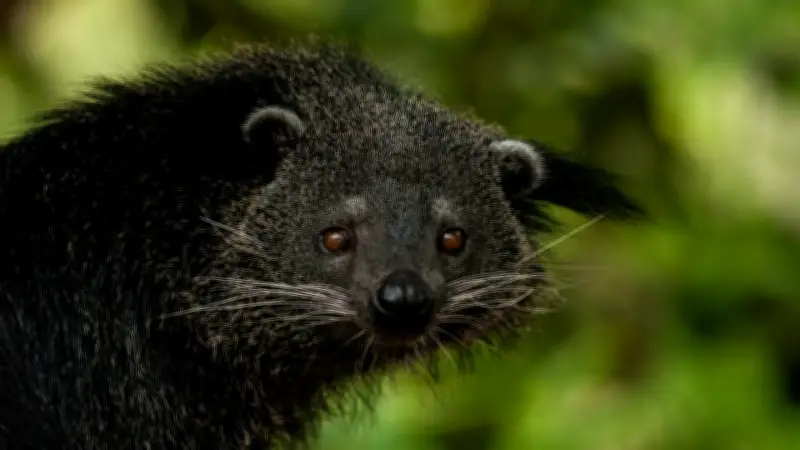 Binturongs als Haustiere: Warum die Haltung Tierleid verursacht