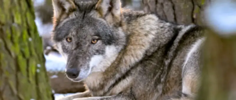 Brandenburg: Streit um Wolfsjagd-Regeln nach Bundesgesetz-Änderung