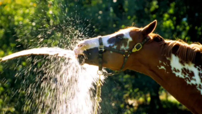Dehydration bei Pferden erkennen und richtig handeln