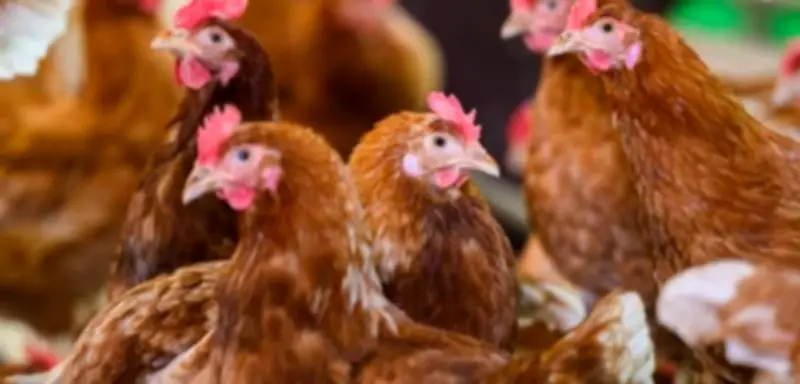 EU-Kommission: Strengere Tierschutzregeln für Geflügel und Schweine geplant