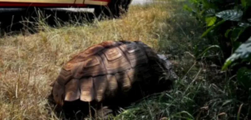 Feuerwehr rettet 30 Kilo schwere Spornschildkröte nahe Augsburg