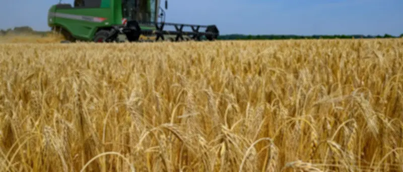 Getreideernte in Deutschland gestartet: Bauern fürchten Ertragsverluste