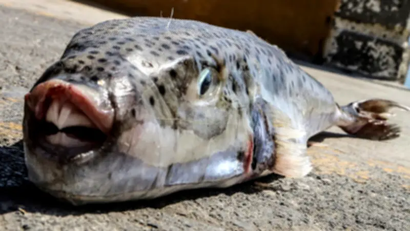 Gift-Alarm: Silberwangen-Kugelfisch im Mittelmeer kann tödlich sein