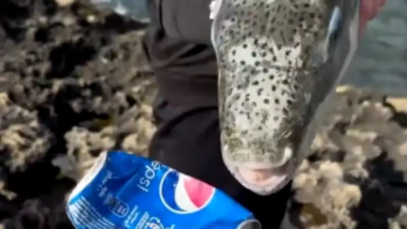 Hasenkopf-Kugelfisch im Mittelmeer: Gefährlicher Fisch beißt Blechdosen durch