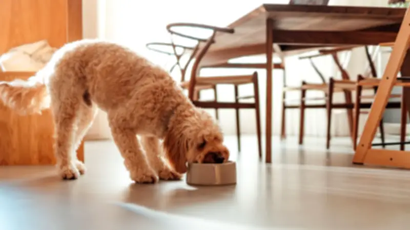 Hund frisst zu schnell? Mit diesen Tricks klappt's langsamer