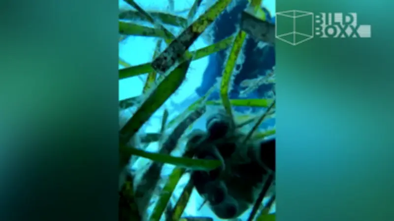 iPhone liefert unter Wasser spektakuläre Bilder nach Sturz ins Meer