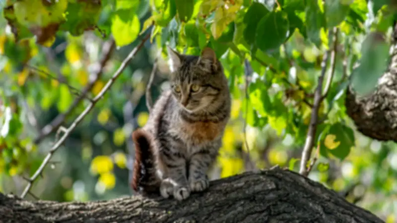 Katzen auf Bäumen: Warum sie oft nicht herunterkommen und wie man hilft