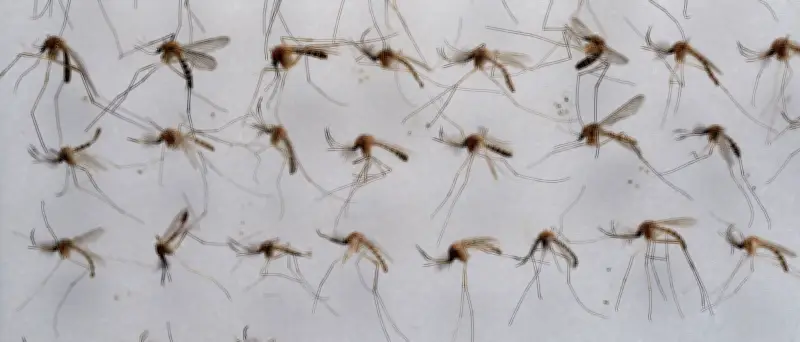 Mückenplage 2025: Feuchtwarme Sommer fördern Stechmücken in Deutschland