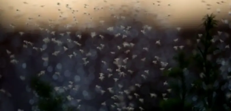 Mückenplage in Deutschland: Wärme und Regen begünstigen Insekten