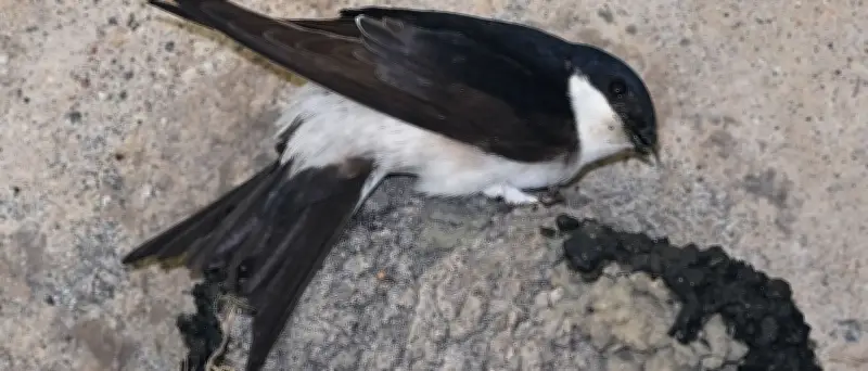 Nabu-Wildvogelstation in Berlin wegen Hitze am Limit