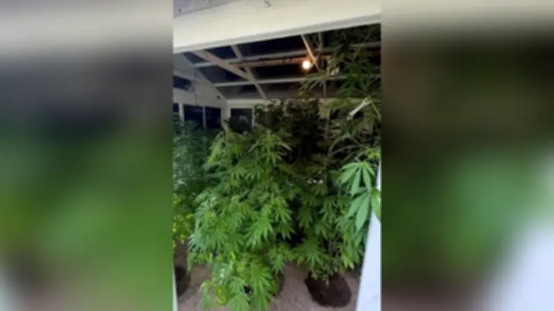 Nachbar verrät Cannabisplantage: Polizei findet Plantage in Berlin-Hellersdorf