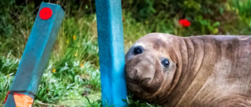 „Neil the Seal“: Australischer See-Elefant wird zum Opfer seiner Beliebtheit