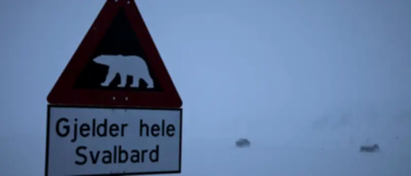 Spitzbergen: Eisbär wegen Gefahr für Reisegruppe erschossen