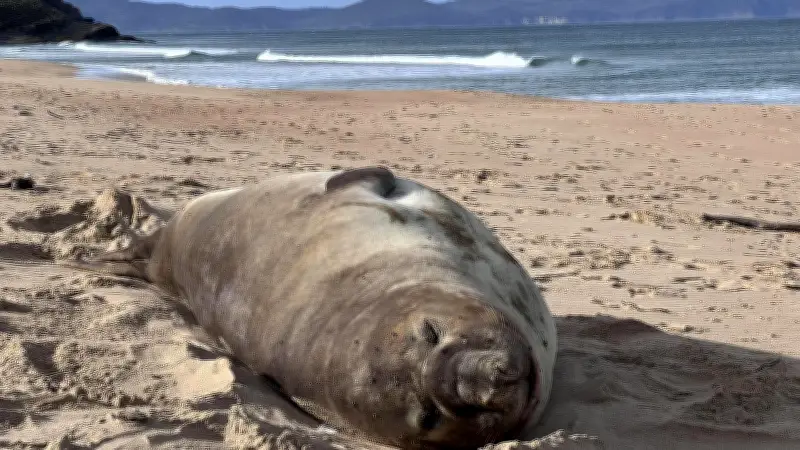 Tasmaniens Star-Robbe Neil: Warum der tierische Influencer in Gefahr ist