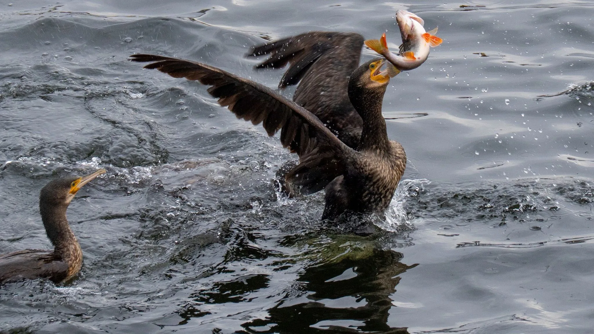 Thüringen erlaubt Kormoran-Abschuss auch an Teichen und Seen