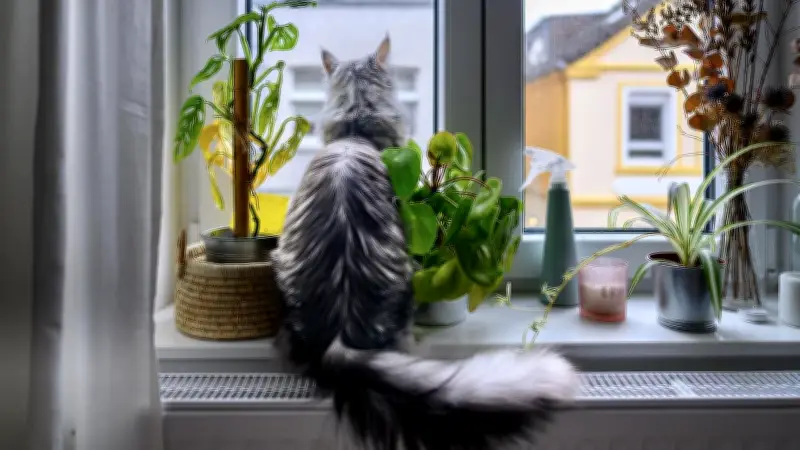 Tierheim Berlin: Immer mehr Katzen stürzen aus Fenstern – so schützen Sie Ihre Katze