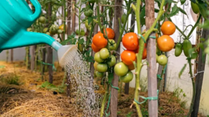 Tomaten im Urlaub: So überleben Ihre Pflanzen zwei Wochen ohne Gießen
