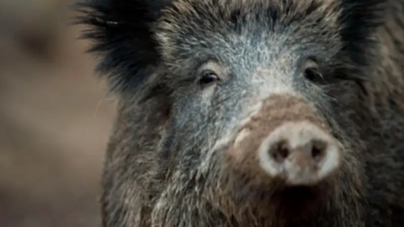 Trentino erlaubt Bogenjagd auf Wildschweine: Pilotprojekt ab 2027