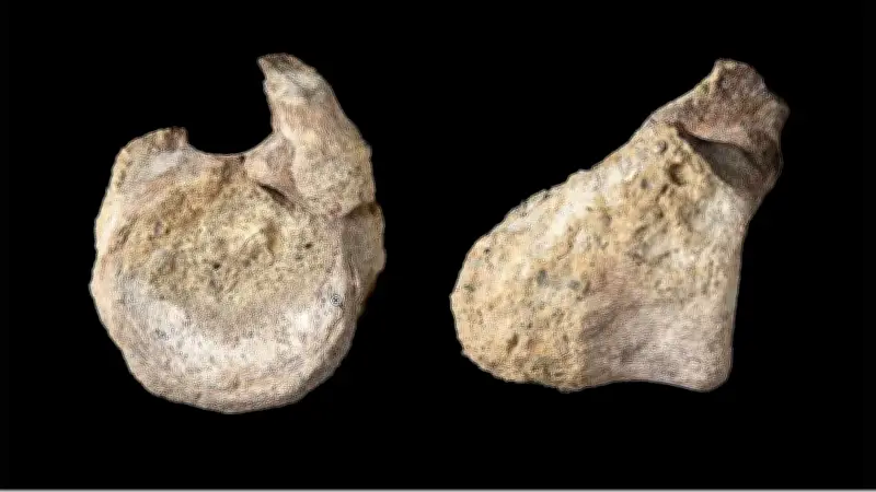 Uraltes Fossil beweist Dinosaurier in der Antarktis