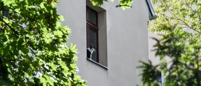 Berliner Tierheim warnt: Fast täglich verletzte Katzen durch Fensterstürze