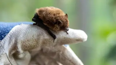 Elfjähriger in Kanada stirbt nach Fledermaus-Kontakt an Tollwut