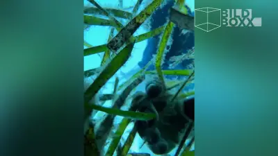 iPhone überlebt Sturz ins Meer und liefert Unterwasser-Bilder