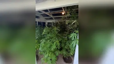 Nachbar verrät Cannabisplantage: Polizei findet Plantage in Berlin-Hellersdorf