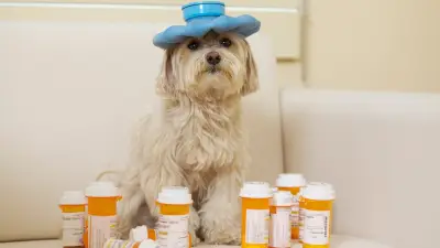 Tierärztin warnt: Ibuprofen und Paracetamol tödlich für Haustiere