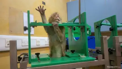 Tierschützer warnen vor neuem Tierversuchsgesetz: Mehr Qualen für Versuchstiere