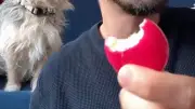 Babybel-Gate: Mann isst Käse mit Wachs – Social Media lacht