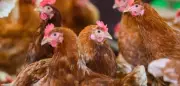 EU-Kommission: Strengere Tierschutzregeln für Geflügel und Schweine geplant