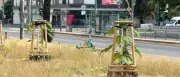 Gefällte Jungbäume in Potsdam: Kein Vandalismus, sondern geplante Pflanzung