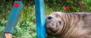 „Neil the Seal“: Australischer See-Elefant wird zum Opfer seiner Beliebtheit